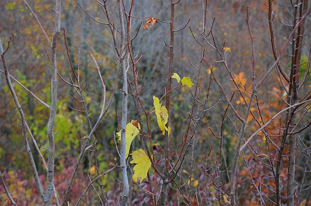 Sleeping Bear Dunes National Lakeshore