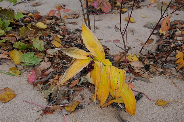 Sleeping Bear Dunes National Lakeshore