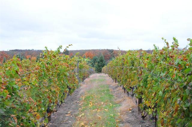 Silver Leaf Vineyard