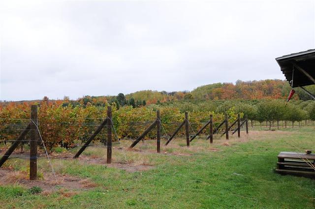 Silver Leaf Vineyard