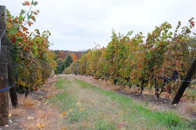 Silver Leaf Vineyard