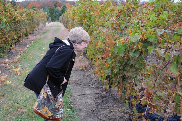 Erin checking the grapes