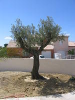 Olive tree