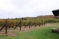 Silver Leaf Vineyard