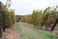 Silver Leaf Vineyard