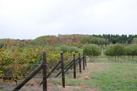 Silver Leaf Vineyard